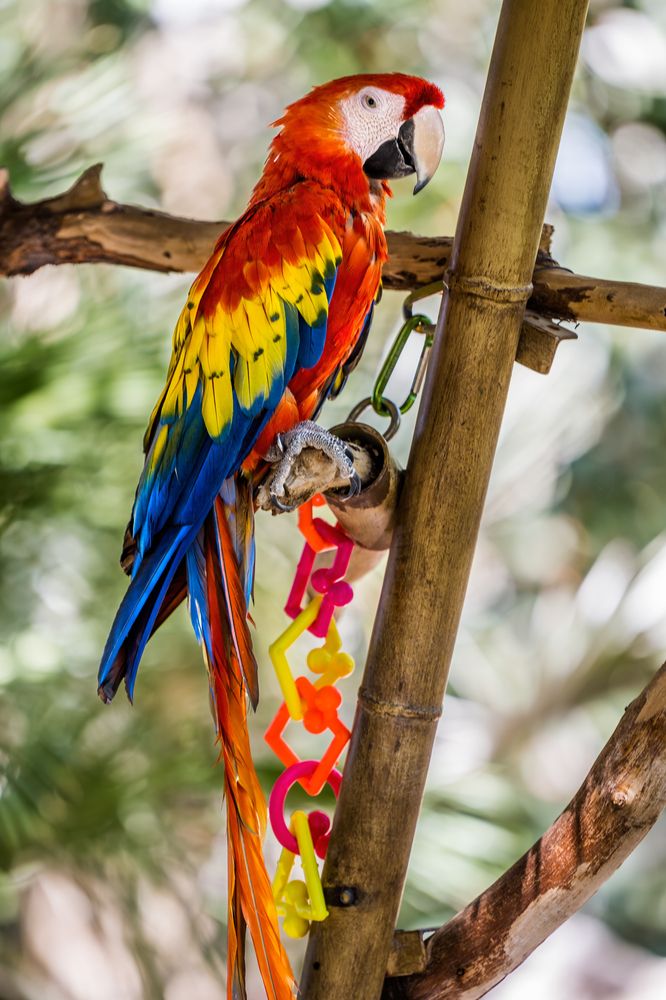 Macaw at Phoenix Zoo