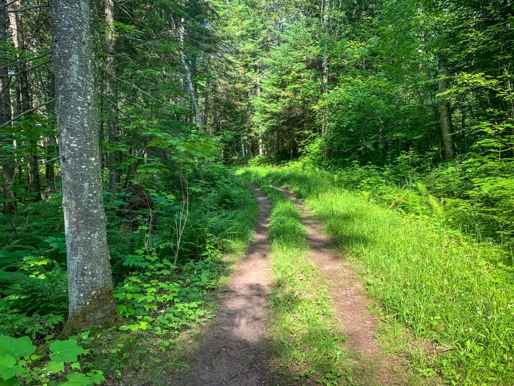 Grass and trees along Pincushion Mountain Trail