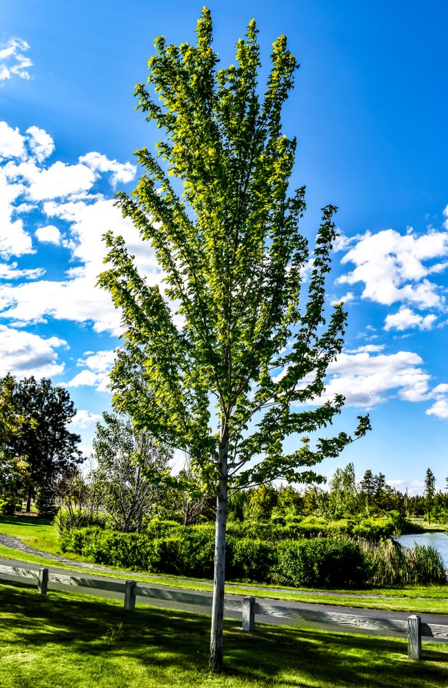 Beautiful tree at Pine Nursery Park