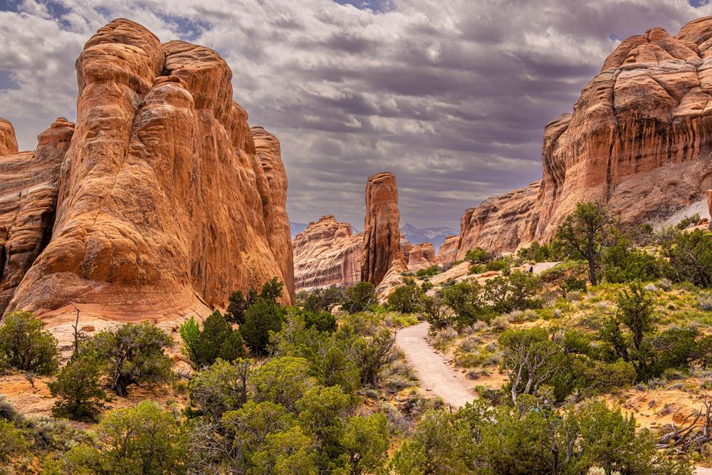 Landscape of Pine Tree Arch