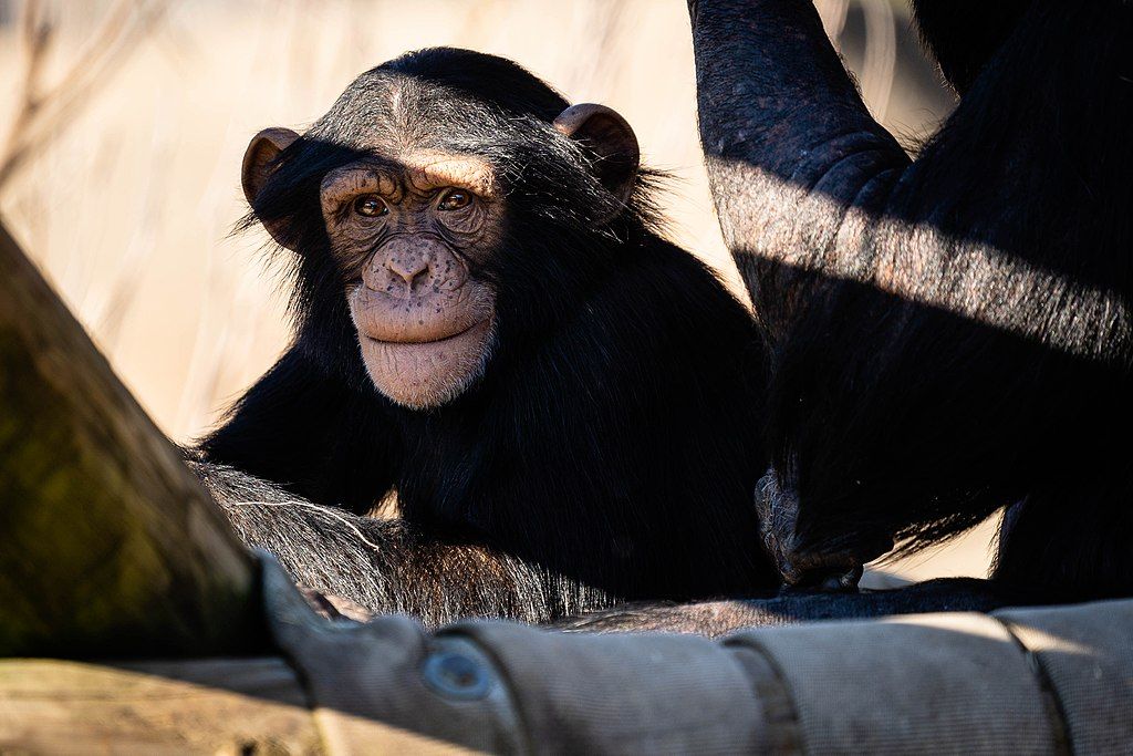 A chimpanzee at Little Rock Zoo