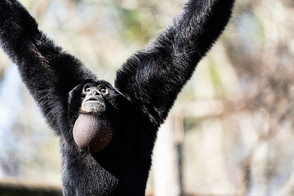 A siamang at Little Rock Zoo