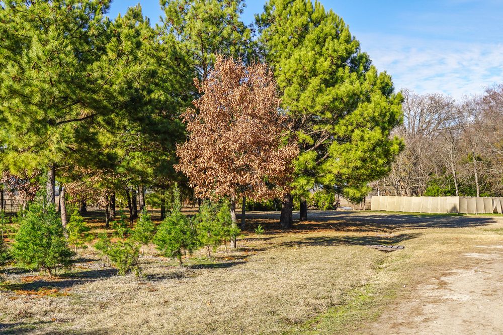 View of Piney Woods