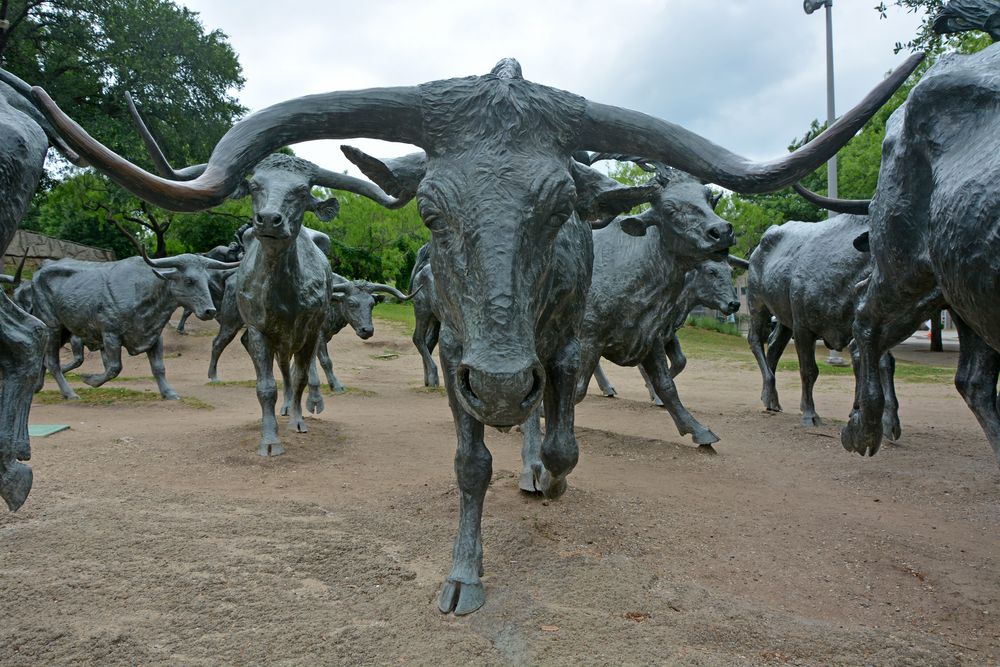 Closeup view of the cattle at Pioneer Plaza