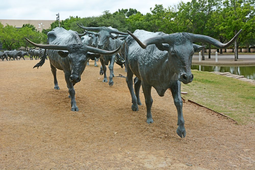 Dallas Cattle Drive Sculptures
