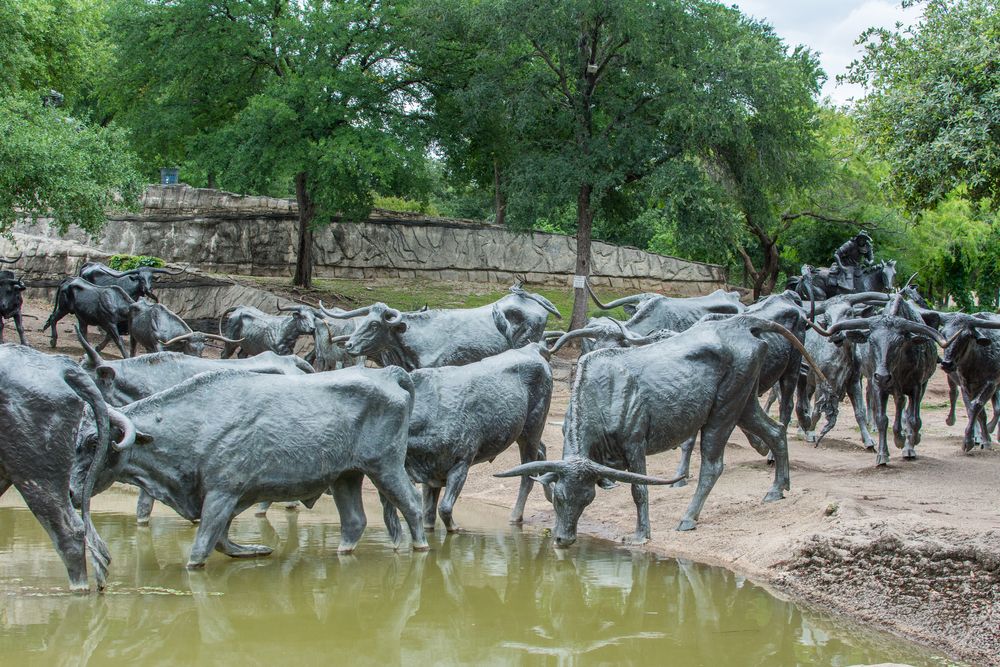 Cattle statues at Pioneer Plaza