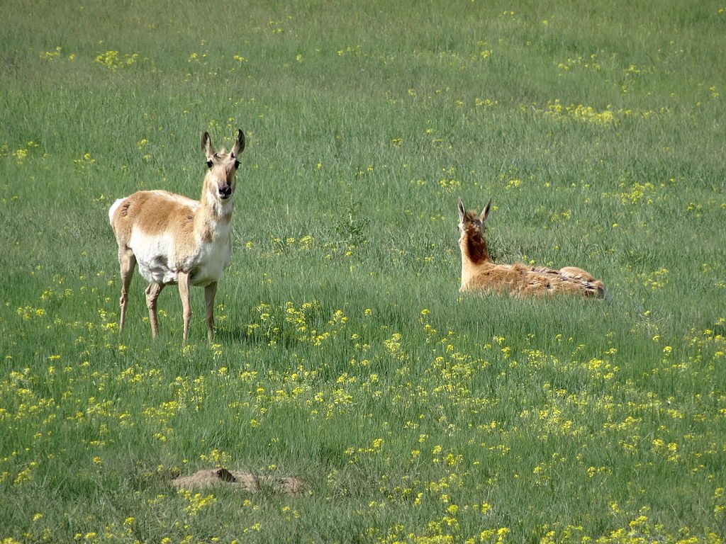 Pronghorn relaxing on the lawn at Plains Conservation Center