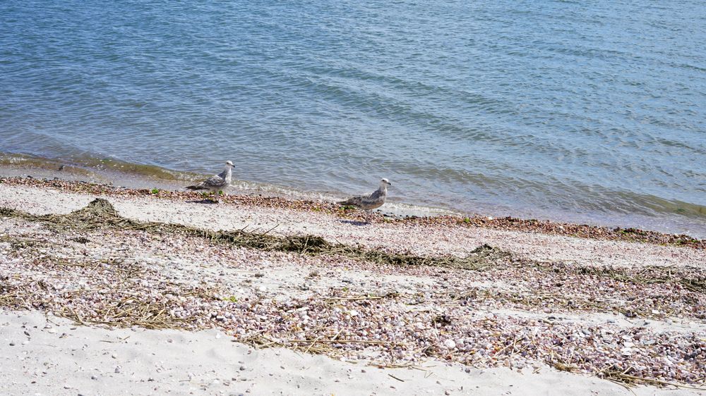 Seagulls walking on the shores of Plum Island Beach