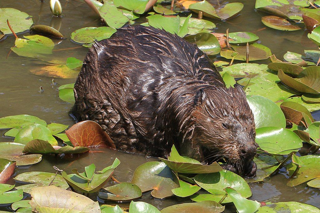 A wet beaver at Pocahontas State Park