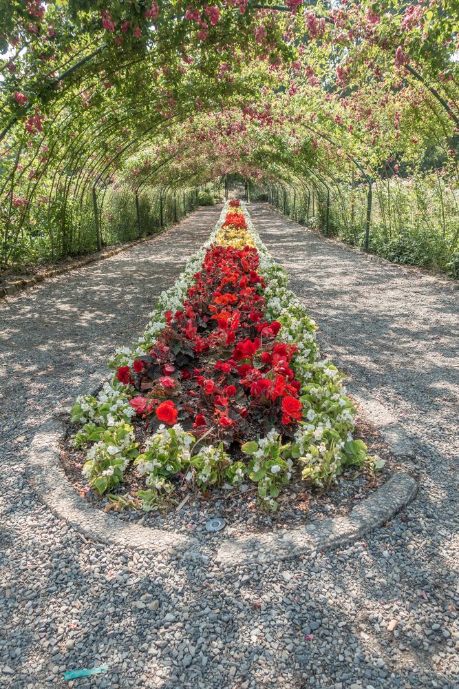 Beautiful rose garden at the Point Defiance Park