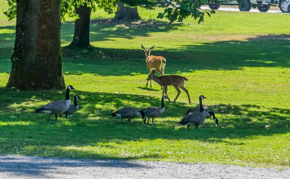 Doe and ducks at the Point Defiance Park