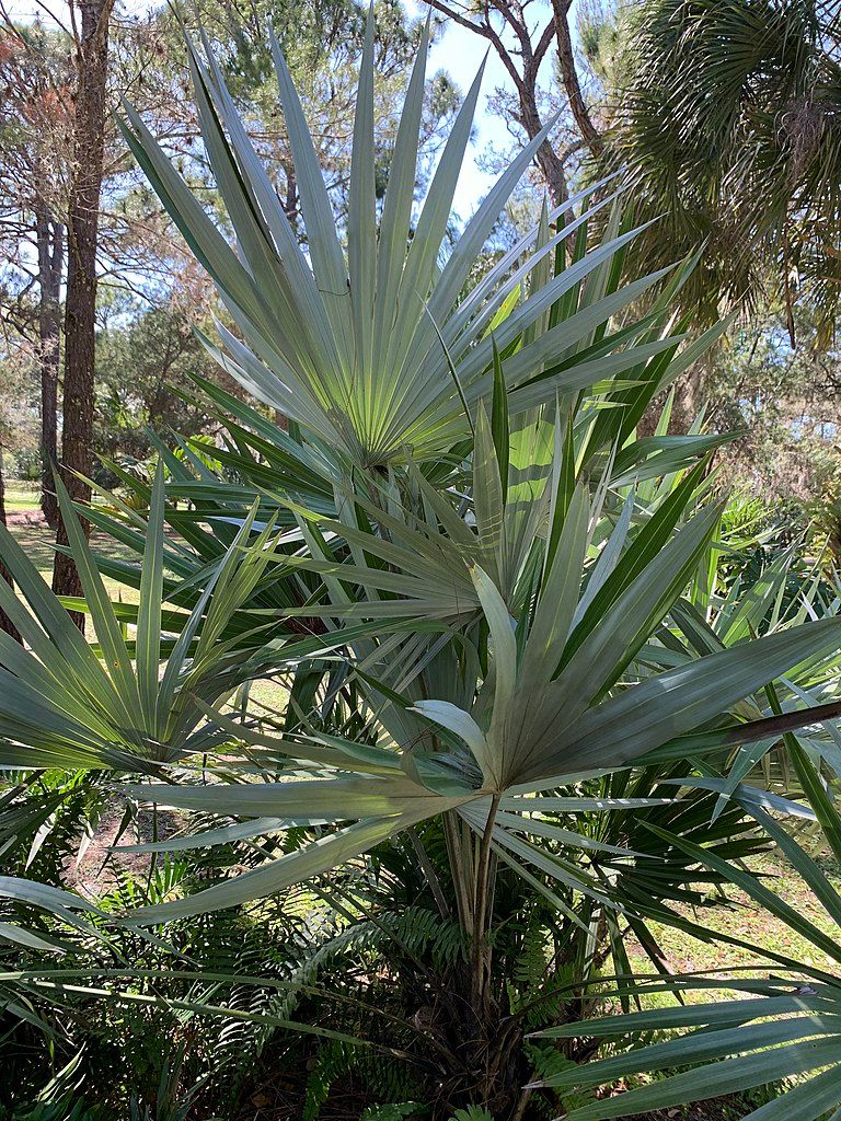 Plants at Port St. Lucie Botanical Gardens