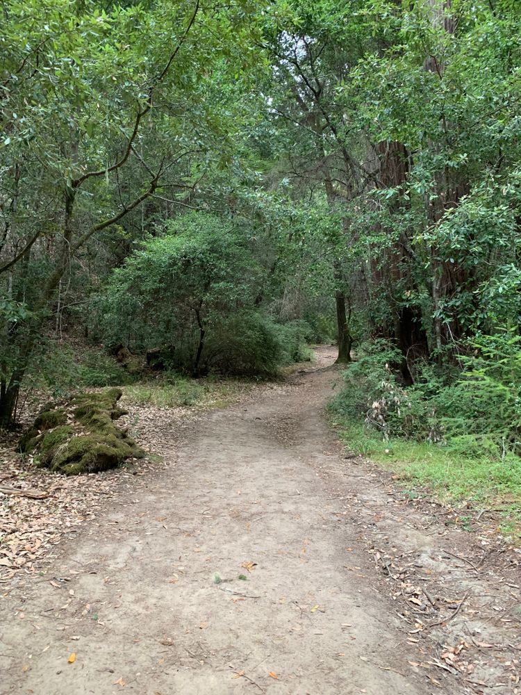Hiking trail at the Portola Redwoods State Park
