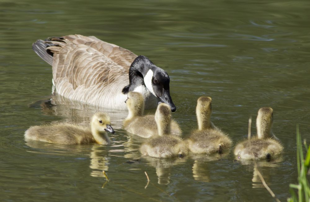 Mother Goose and Goslings in Post Falls Dam Park