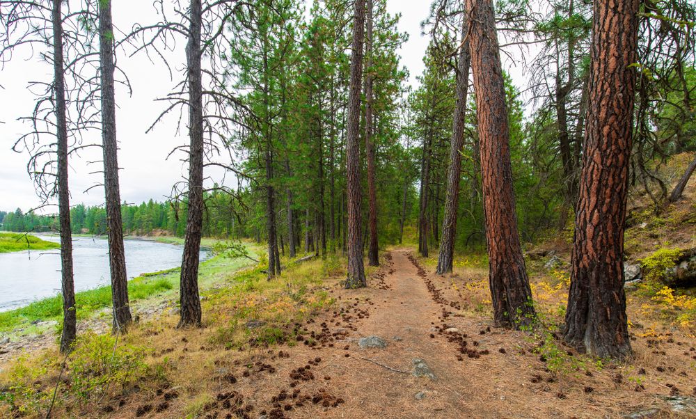 Nature trail in Post Falls