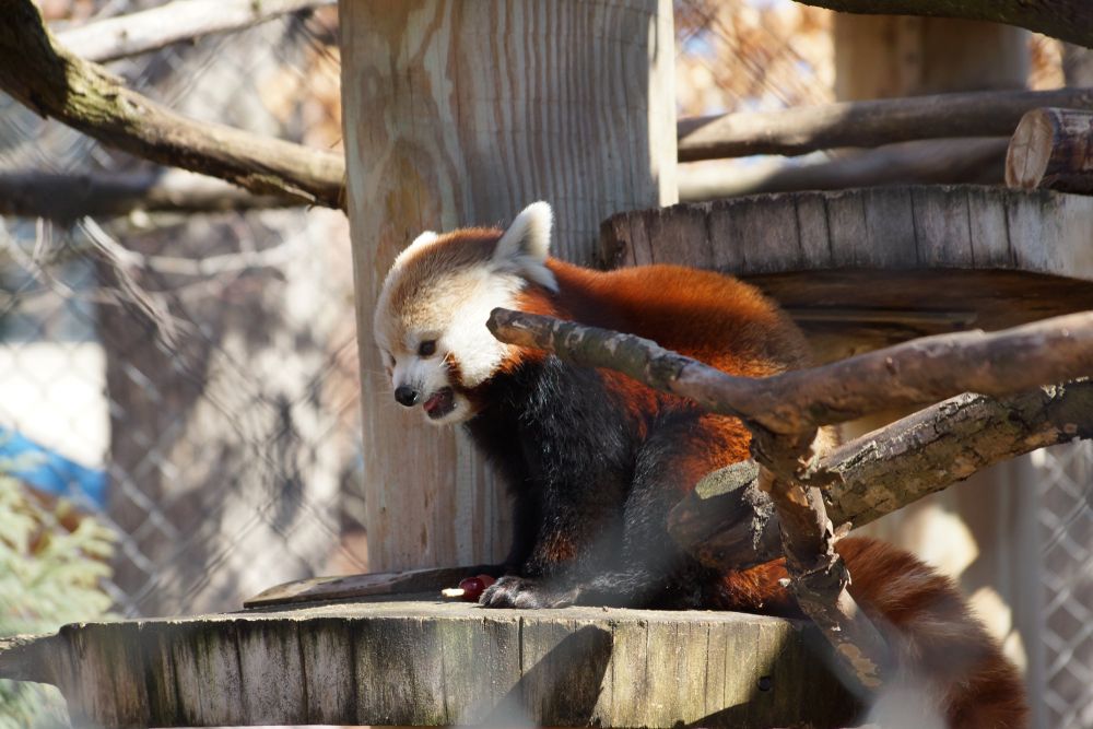 Red Panda at Potter Park in Lansing