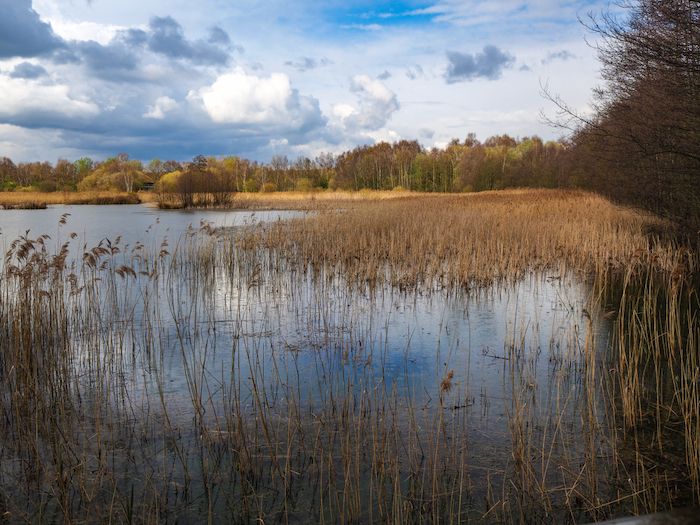 The waters of Potteric Carr Nature Reserve