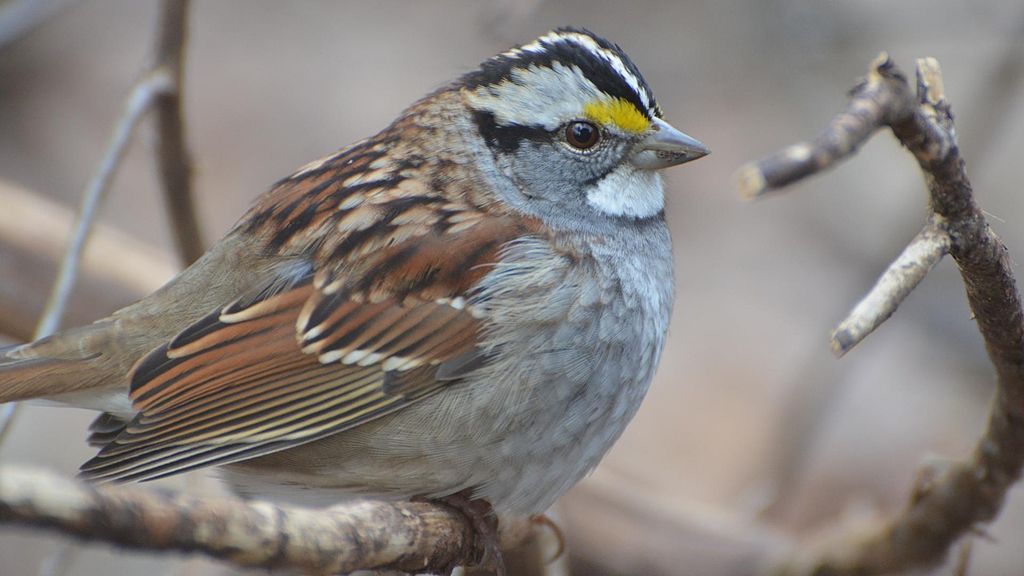 Pretty little sparrow at Powder Valley Conservation Nature Center