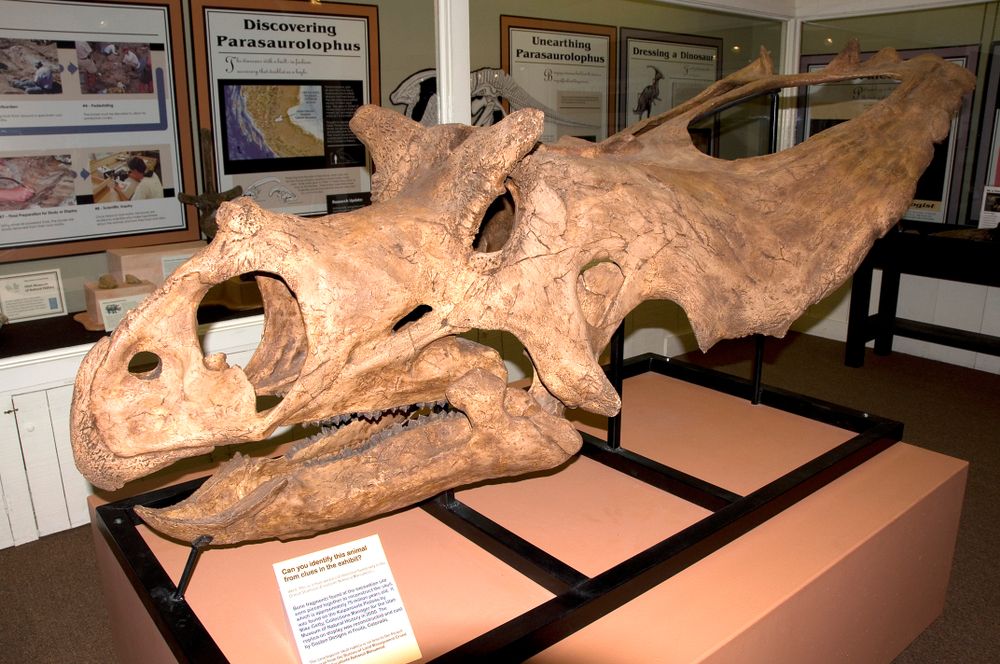 Powell museum