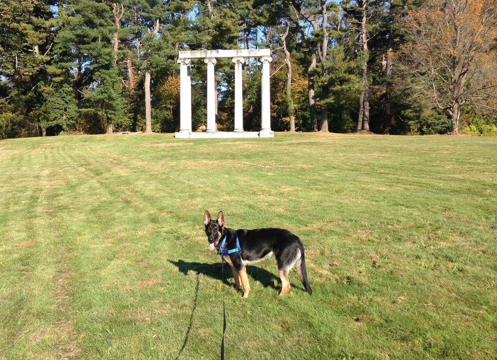 A dog walking on the lawns at Princeton Battlefield State Park