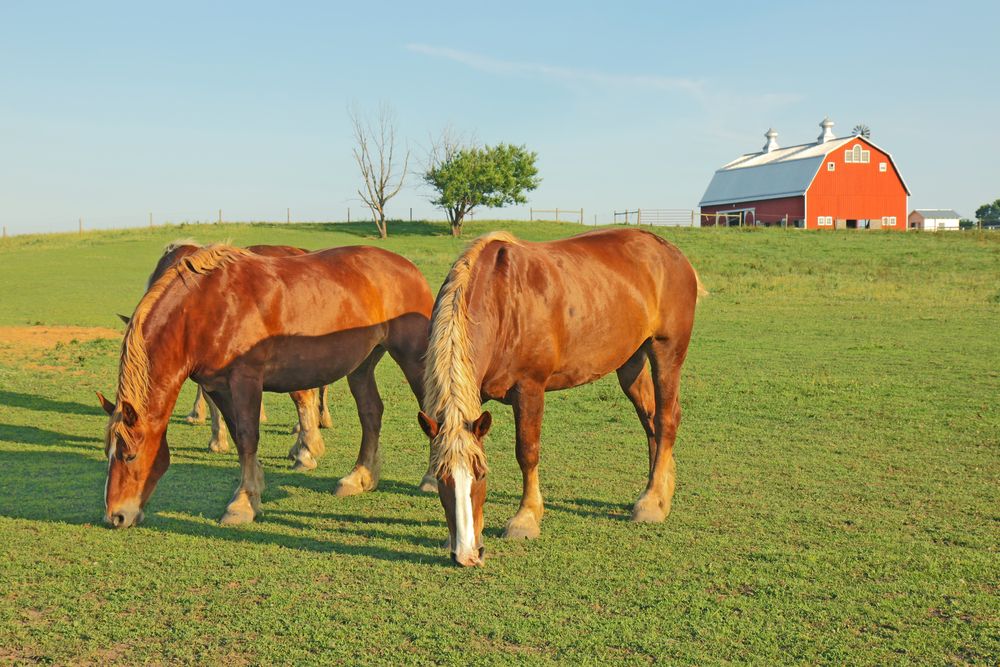 two horses in Prophetstown State Park