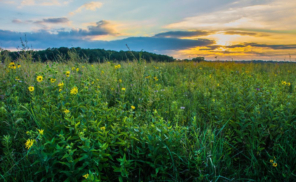 Green Grass at Prophetstown State Park