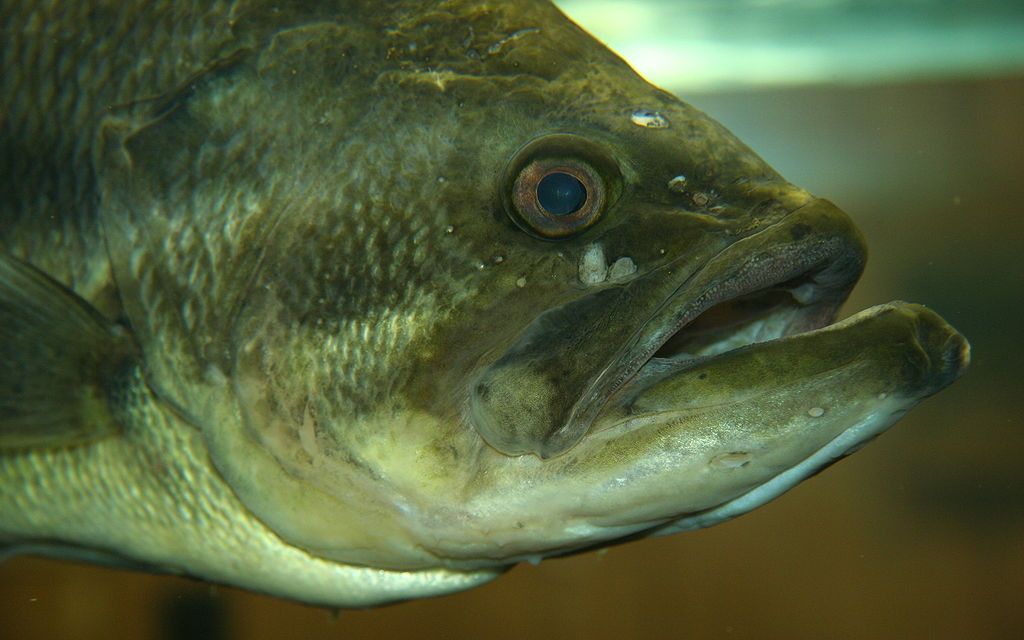 Closeup of a fish in a aquarium at Quarry Hill Nature Centre