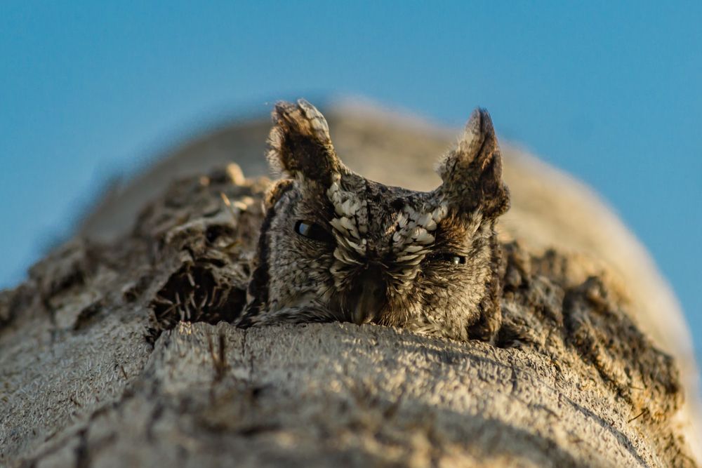 An owl peeking out of a tree at Quinta Mazatlan