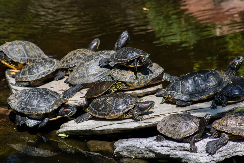 Turtles on Reptile Gardens' water