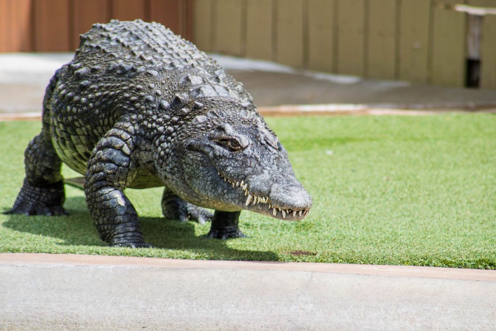 A crocodile at Reptile Gardens