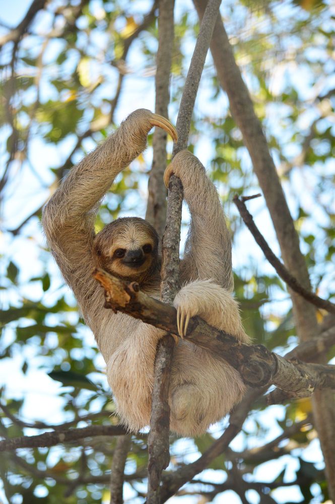A smiling sloth on a tree at Daniel Johnson’s Monkey and Sloth Hangout