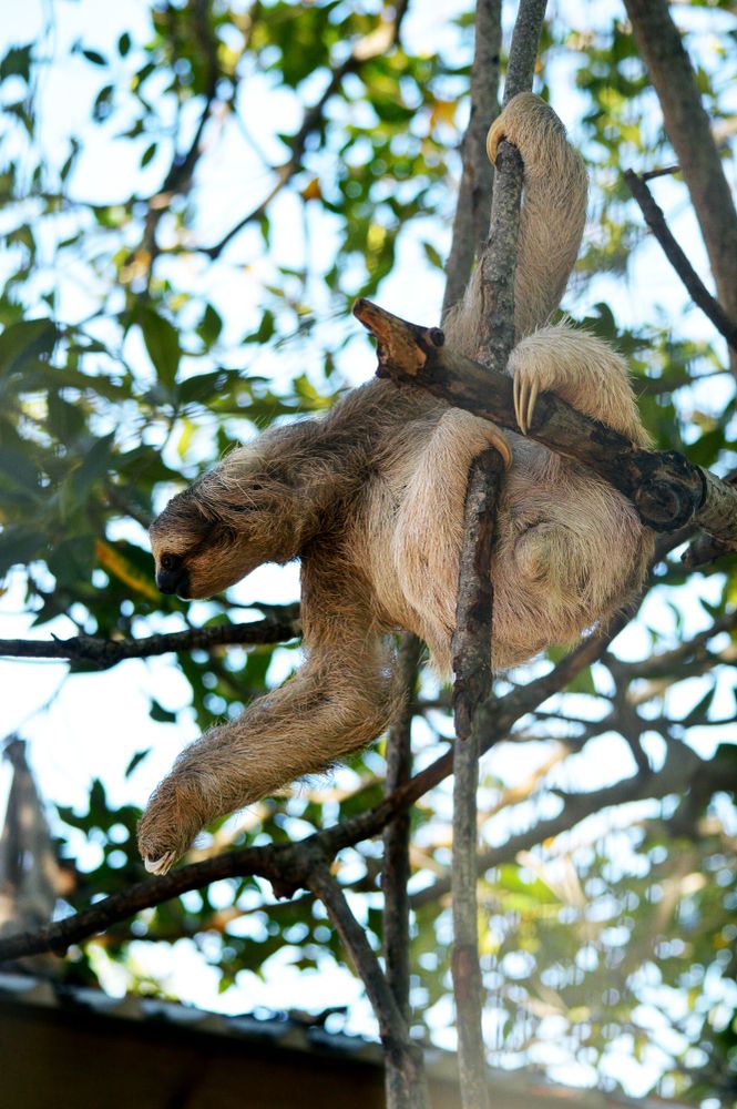 A sloth on a tree at Daniel Johnson’s Monkey and Sloth Hangout