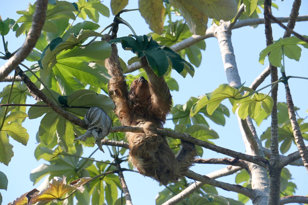 A sloth on a tree at Gumbalimba Park