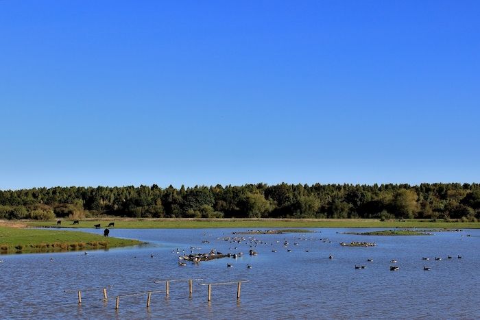 RSPB Dearne Valley - Old Moor