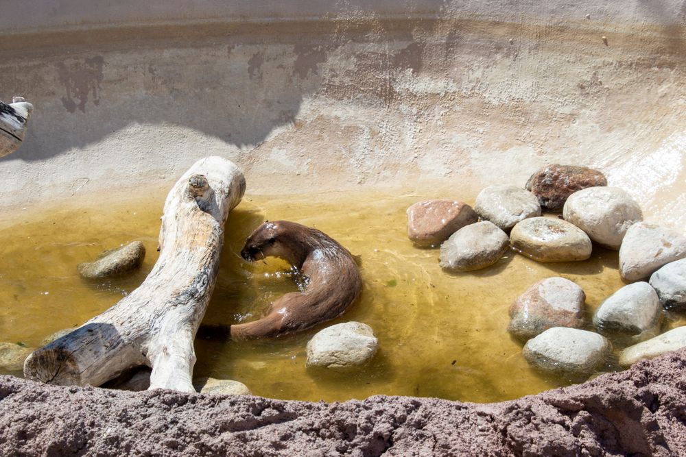 An otter playing in the water at Red River Zoo
