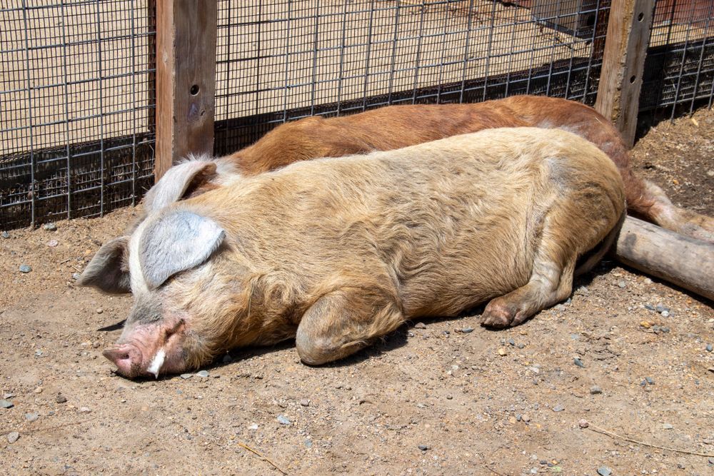 Two pigs sleeping in Red River Zoo