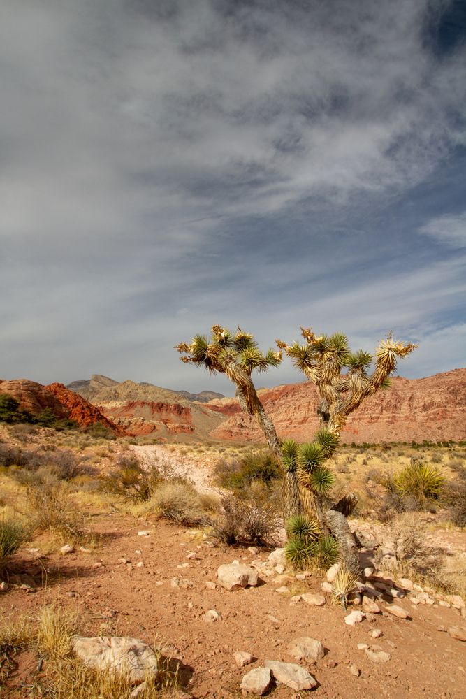 Joshua Tree at Red Rock Canyon National Conservation Area