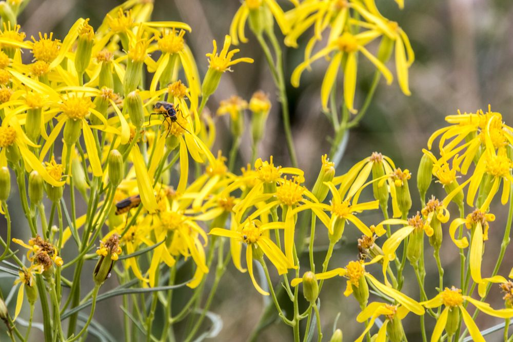 Bees collecting nectors from beautiful yellow flowers at Red Rock Canyon Open Space