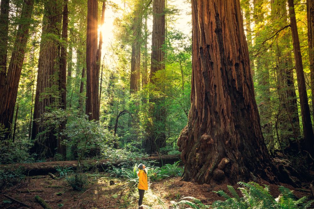 Redwood National and State Parks in California