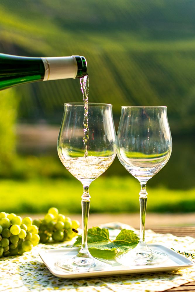 Riesling white wine in Moselle Valley