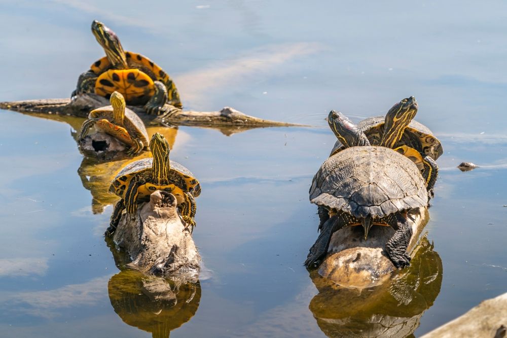 Turtles at Rio Grande Nature Center State Park
