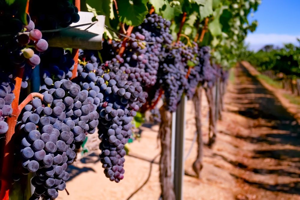 Ripe Grapes for harvest in Paso Robles