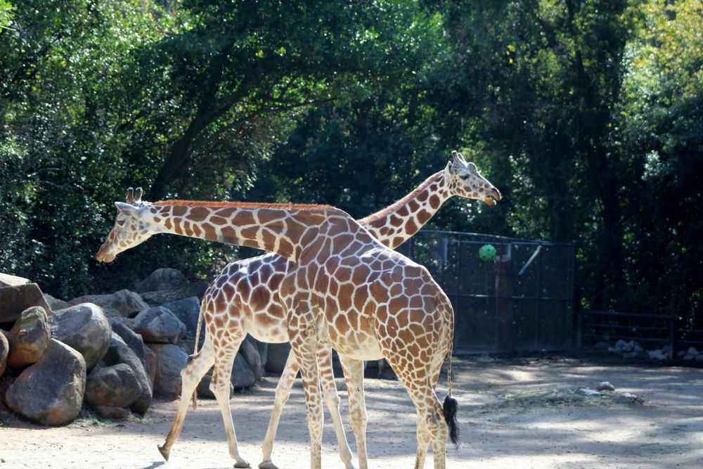 Giraffes at Riverbanks Zoo and Garden