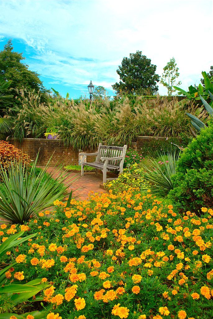 Bright Yellow flowers at Riverbanks Zoo and Garden