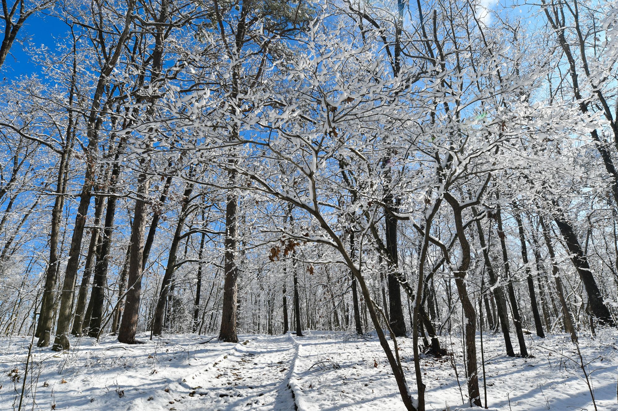 Roaring RiverState Park