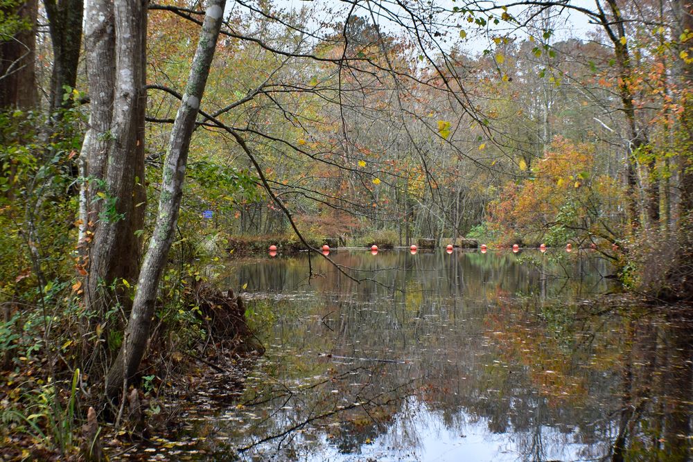 Lake at Robertson Millpond Preserve