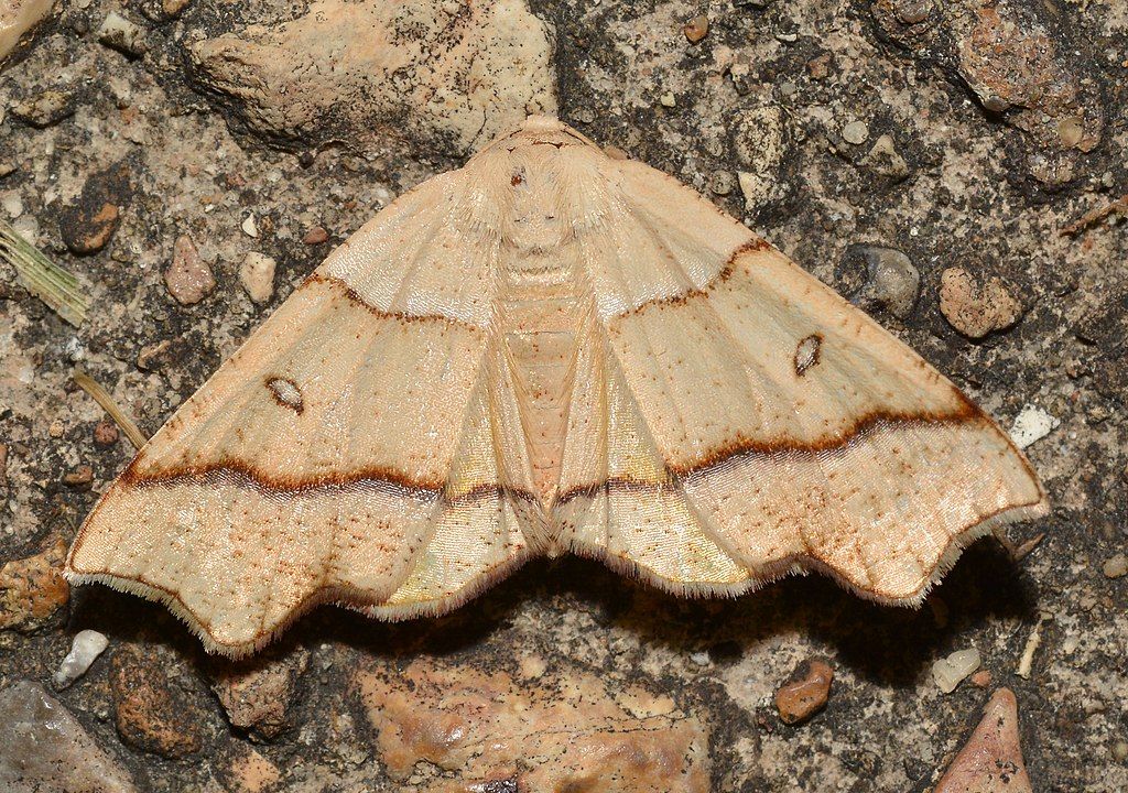 Moth at Robertsville State Park