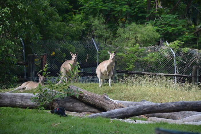 Kangaroos in Rockhampton Zoo