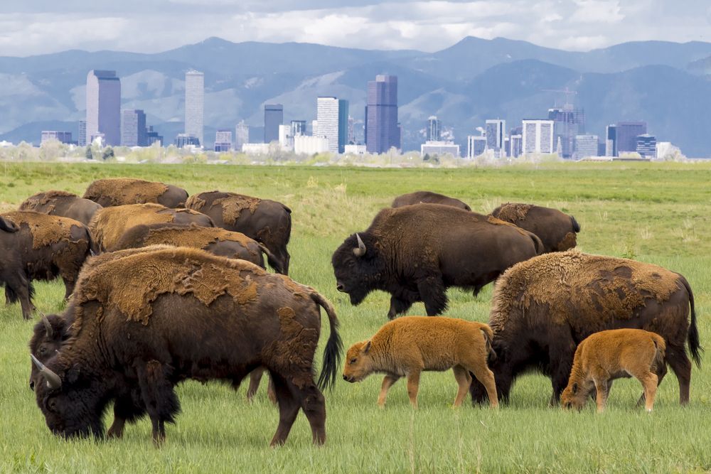 Bisons at Rocky Mountain Arsenal National Wildlife Refuge