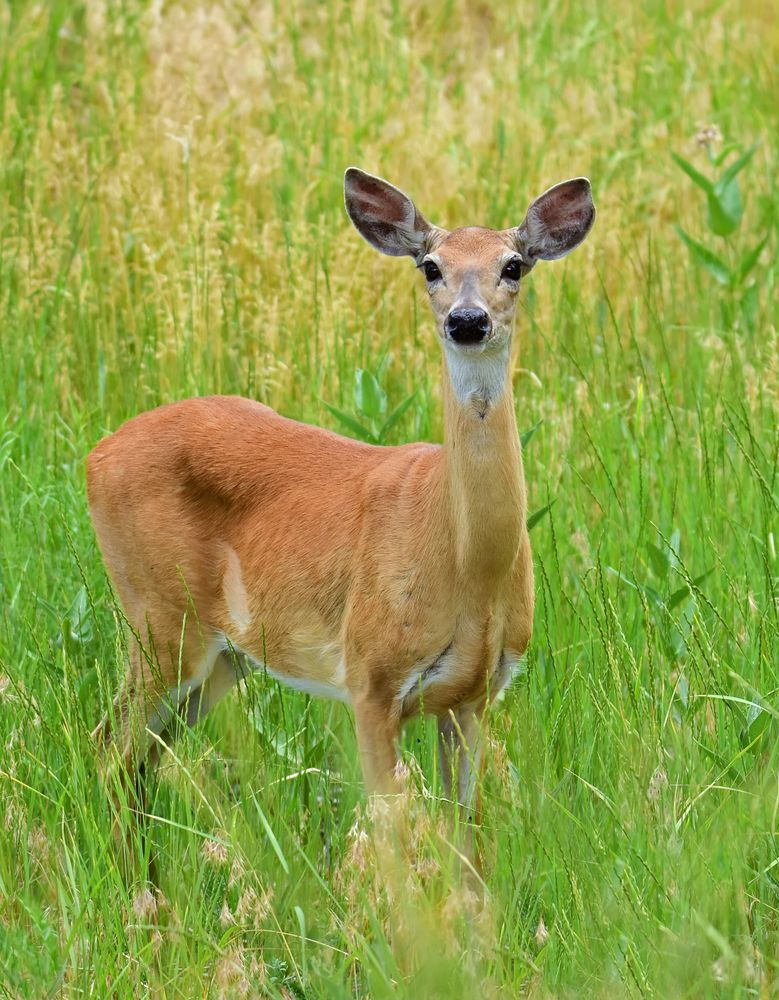 Doe at the Rocky Mountain Arsenal National Wildlife Refuge